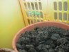 PICT0004.jpg
