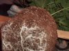 roots 002.jpg