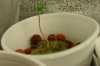 DSC00246.jpg