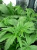 Aerogarden.25days.6.jpg