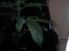 leaf.jpg