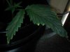 leaf2.jpg