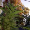 IMG_20161008_093640.jpg