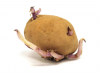 potato.png