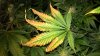 WP_20161016_05_57_15_Pro.jpg