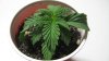 Plant 1 Overview.jpg