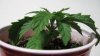 Plant 1 Side.jpg