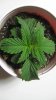 Plant 1 Top.jpg