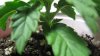 Plant 1 Closeup.jpg