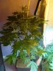 DSC03536.JPG