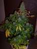 Mary day 58 002.jpg