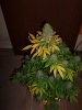 Mary day 58 004.jpg