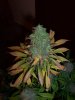 Mary day 58 006.jpg