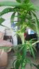 IMG_20161021_132603.jpg