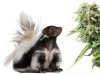 17_what_is_skunk.jpg