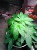 IMG_20161023_145017.jpg