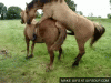 horse-f--k-o.gif