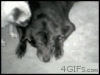 giphy (60).gif
