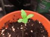 psychoberry day 5.jpg