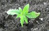 020609 after flush with distilled water and put in FFOF.jpg