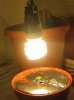 Plant light 1.jpg