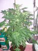 DSC03553.JPG