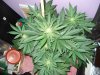 DSC03555.JPG