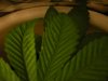 DSCN0315.jpg