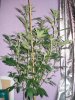 DSC03559.JPG