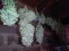 IMG-20161101-WA0001.jpg
