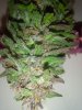 IMG-20161101-WA0002.jpg