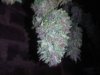 IMG-20161101-WA0000.jpg