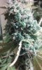 20161104_011243.jpg 20161104_011243.jpg