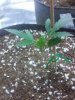 upload_2016-11-4_10-57-10.jpeg