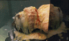giphy (65).gif