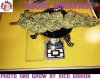 Rico's Dried Sbuds.jpg Rico's Dried Sbuds.jpg