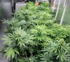 All-Day9-Day27-Day42-COBs-1.jpg