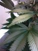 IMG_20161107_074047_259.jpg
