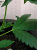 IMG_20161109_103740.jpg