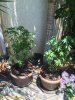 IMG_1049.JPG
