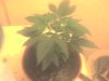 DSC00090.JPG