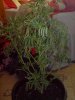 DSC00093.jpg