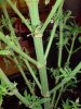 DSC00098.jpg