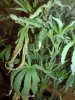 DSC00095.jpg