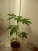 100_1065.jpg