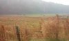 10 cattle grazing in smoky field.jpg