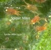 mites.jpg