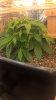 WP_20161006_07_21_31_Pro.jpg