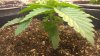 WP_20160929_07_15_16_Pro.jpg