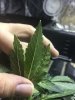 Eaten Leaf1 Back (C.B.K.).jpg Eaten Leaf1 Back (C.B.K.).jpg